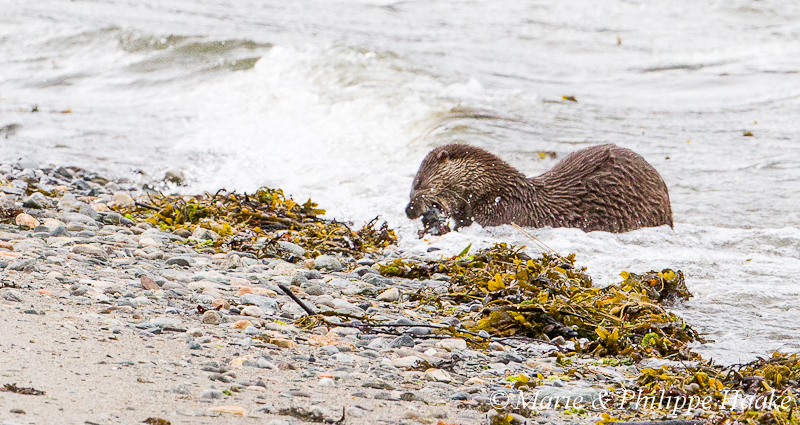 Loutre 8176.jpg - Loutre d'Europe, Lutra Lutra (Storfjorden, Norvège, juin 2012)